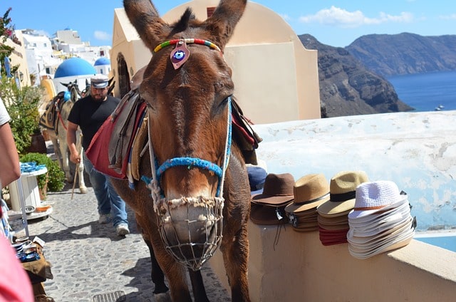 Verbod op ezels rijden voor zware toeristen op Santorini - Vakantie ...